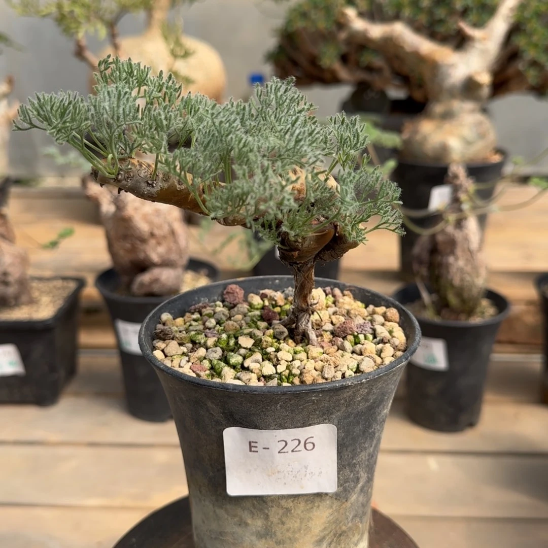 226粉花黑皮月界块根植物
