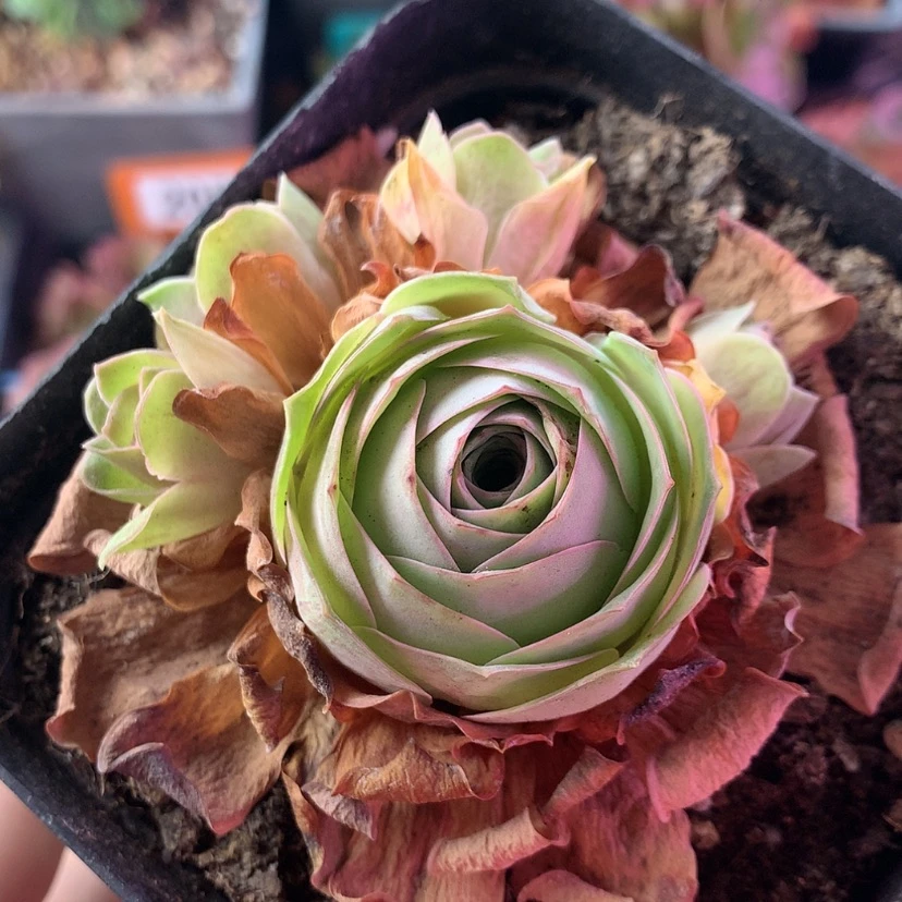 【闪购商品】初见588