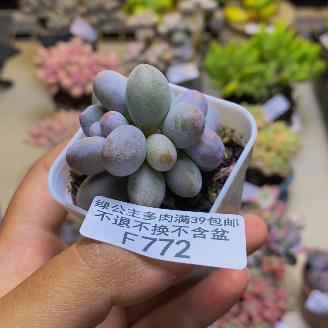 772糖豆奶多肉4cm
