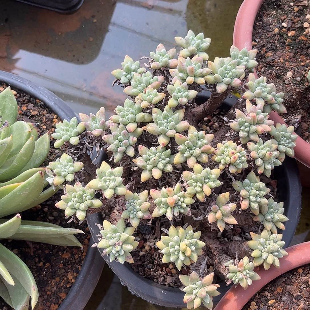 小鹿多肉一物一拍2569