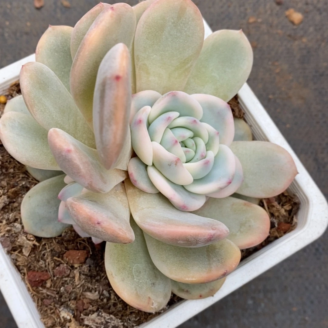 兜****）梦露锦多肉植物