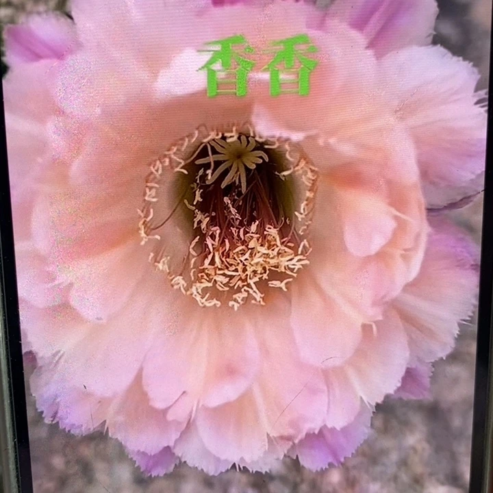 彩草心舞侧芽3公分左右