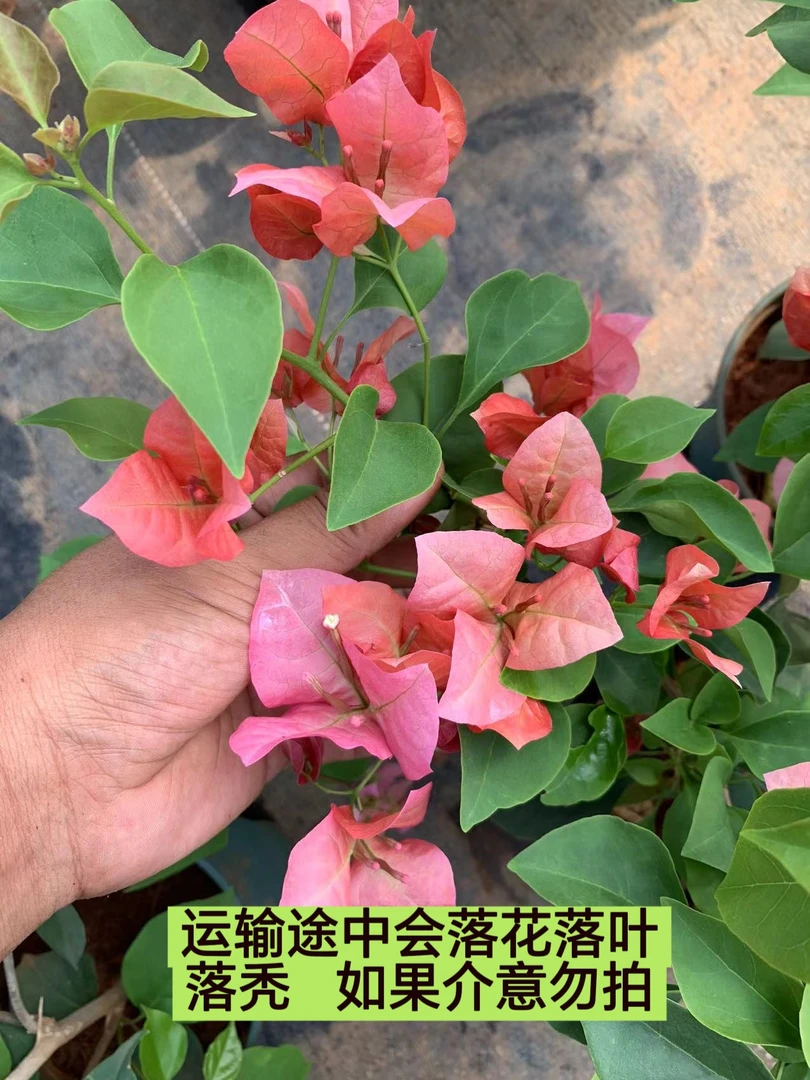【不甜西瓜】介意落花落叶落秃 轻微折枝的勿拍  无售后
