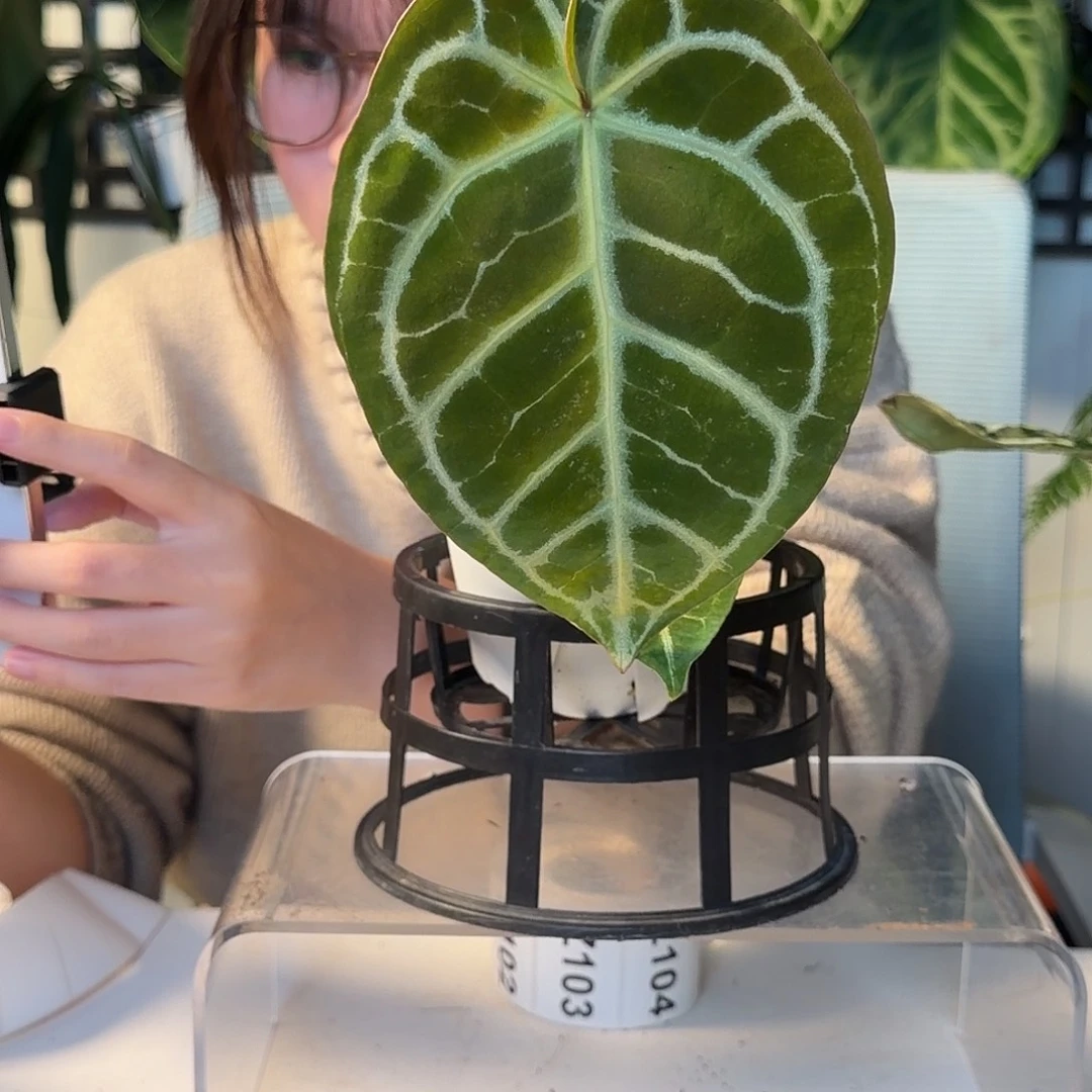 完全开放Z一物一拍99