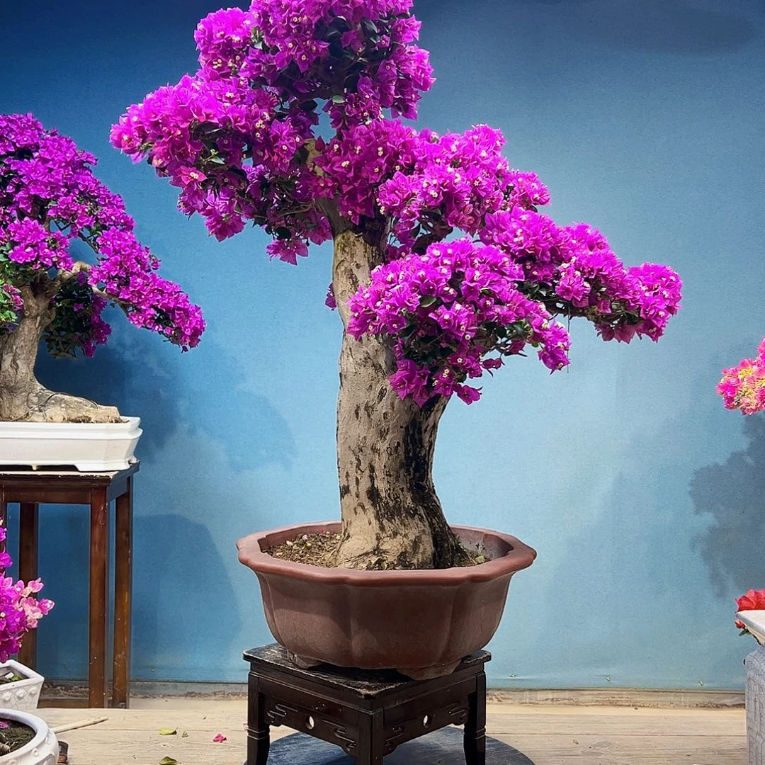 三角梅精品盆景一物一拍（全国包邮7）