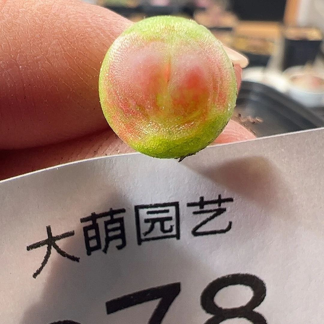 一物一拍。       378