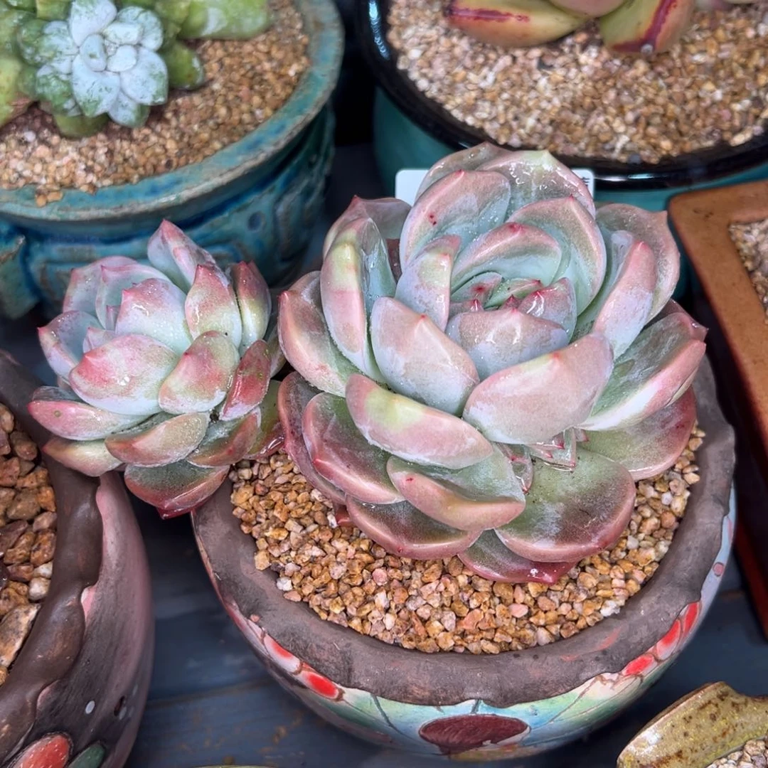 从前慢多肉精选编号0218.165