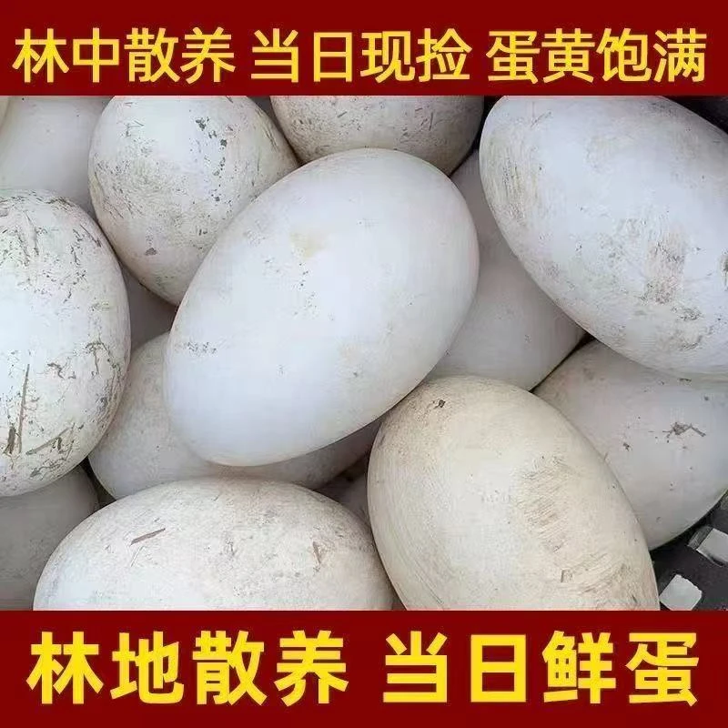新鲜农家自养正宗散养鹅蛋适合孕妇宝宝