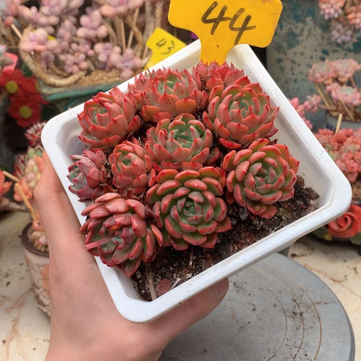 无花朵欢喜多肉一物一拍44