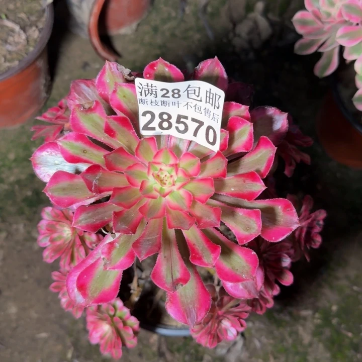 28570南同白多肉植物