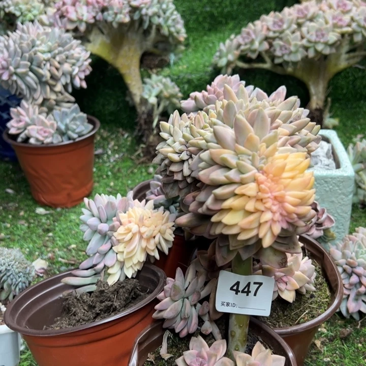 梦***呦染的多肉衣服一拍447