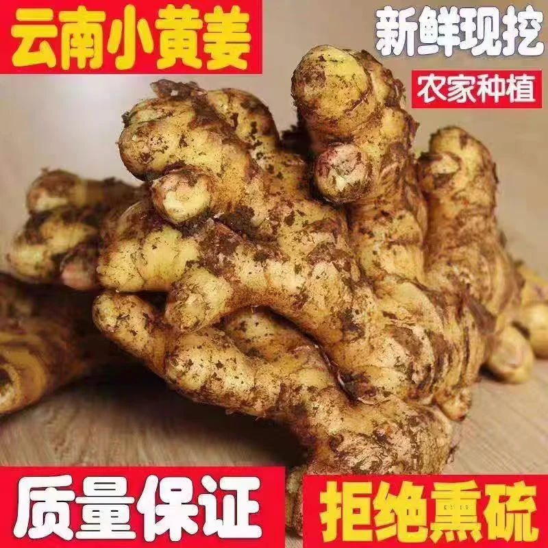 云南小黄姜新鲜蔬菜生姜老姜辛辣味足产地直发J-03农家新鲜蔬菜