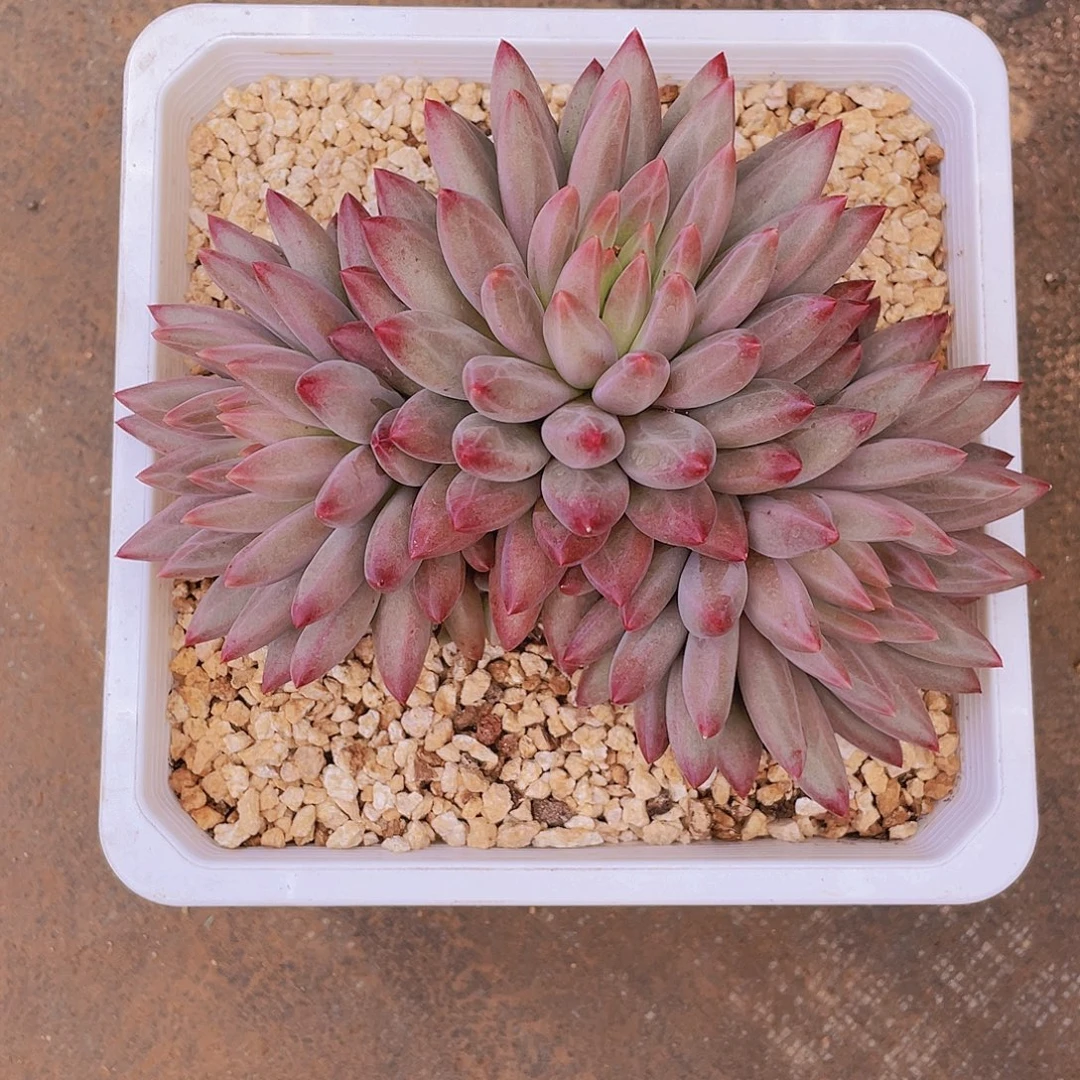 勤***妹勤妹多肉链接的时候