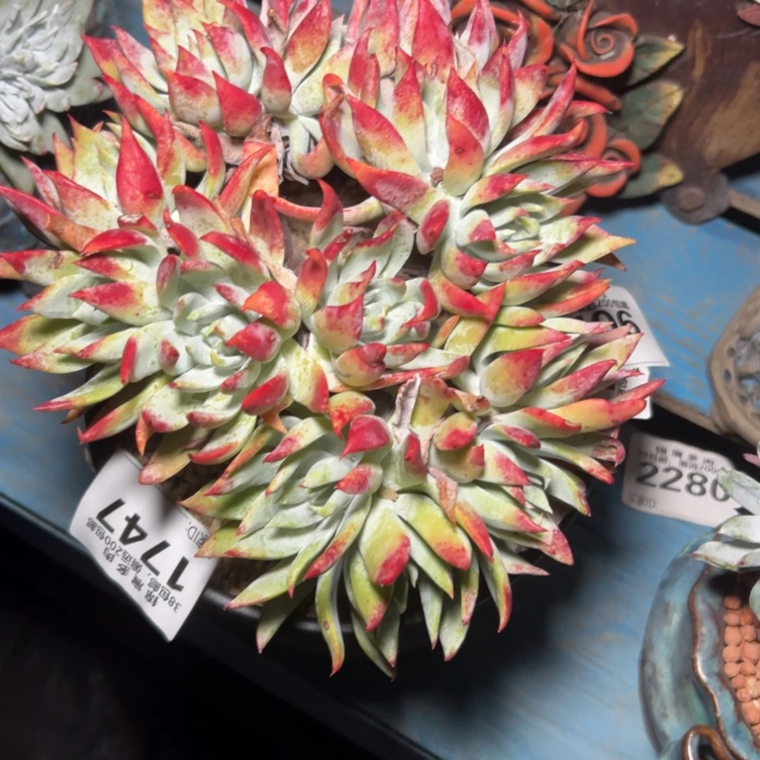 雪山苹果叶～一物一拍1747