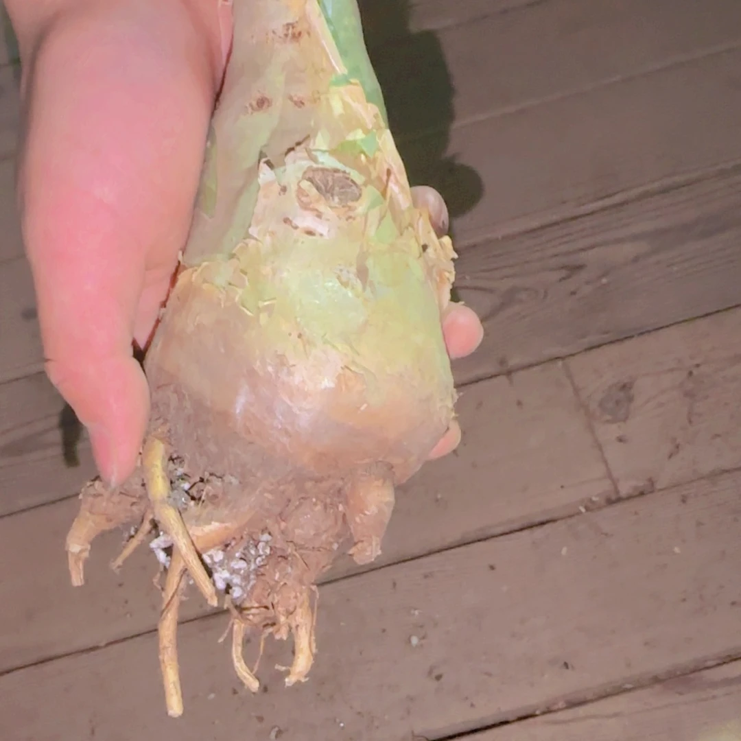 D***n块根植物块根植物块根植物