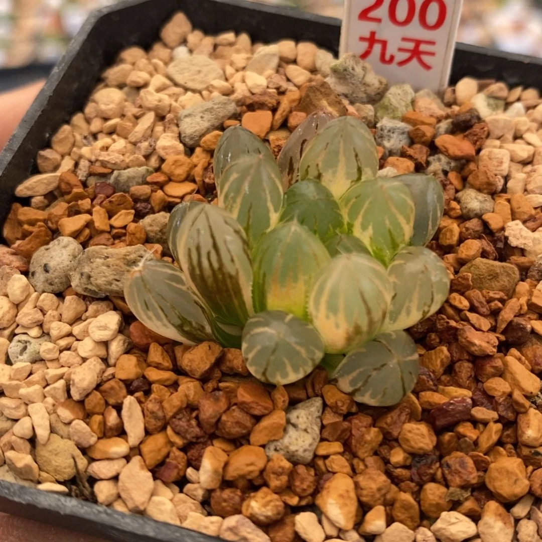 200号霓虹灯玉露锦带盆