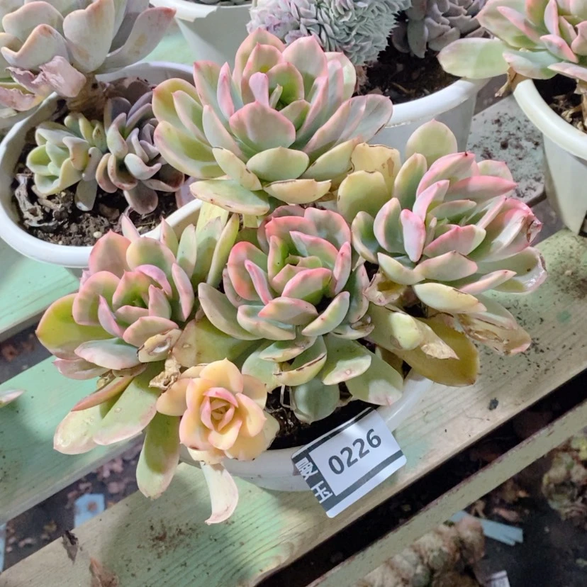 【闪购商品】绮罗锦0226