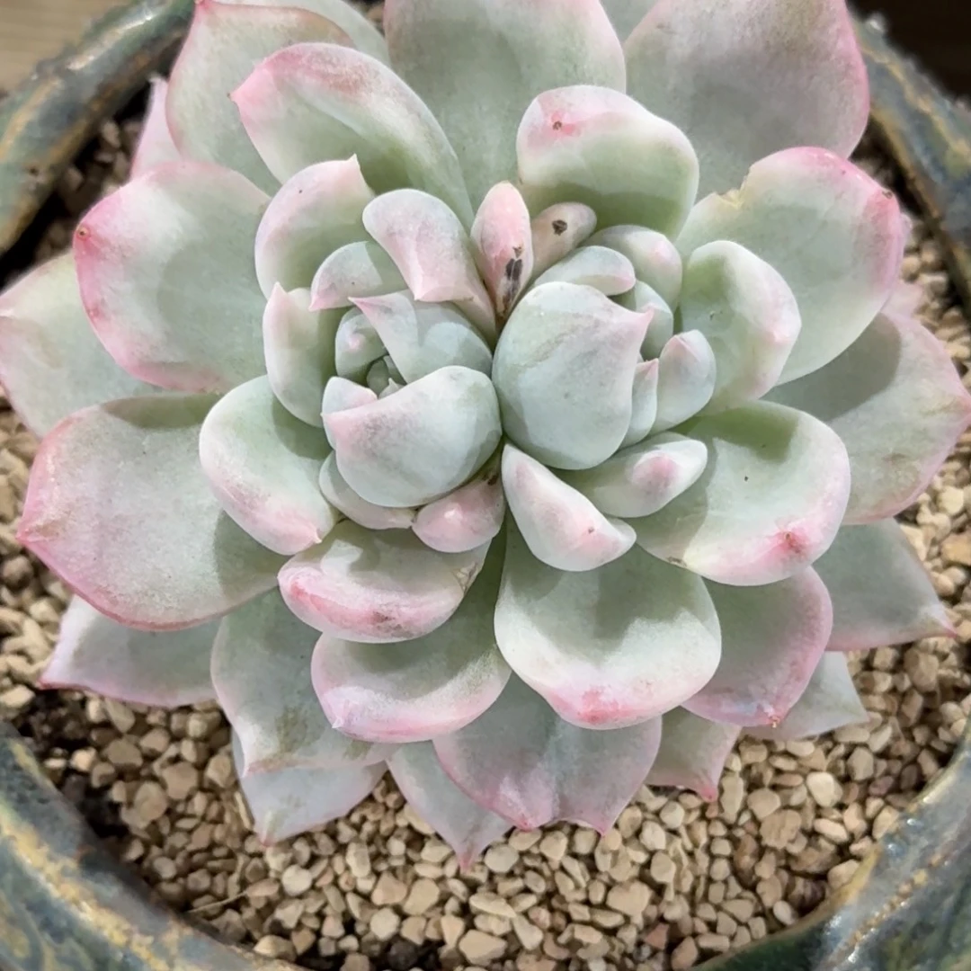 粉蓝鸟变异双芯锦锦