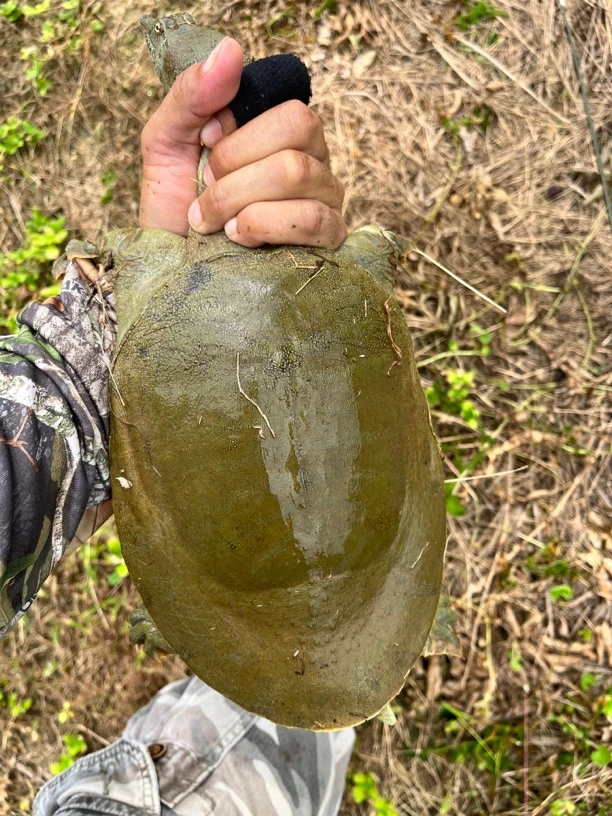 罗哥推荐水库土甲鱼140