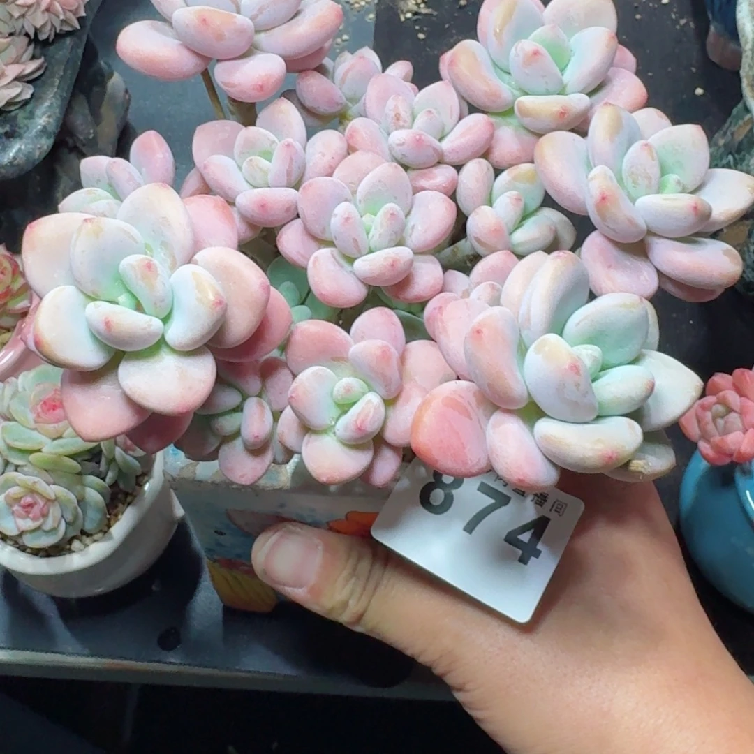 樱花洛神          摇身一变高富帅，一夜暴富动作快