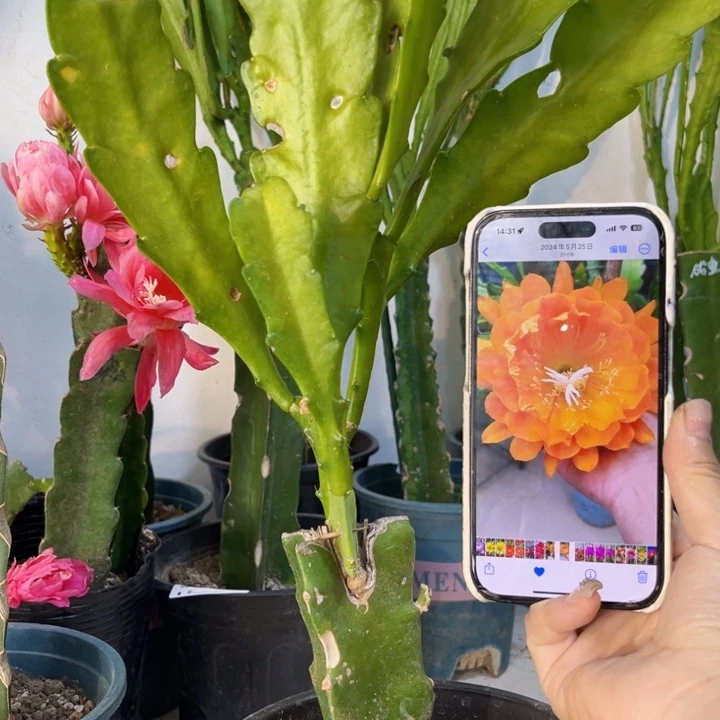 当前无花栽培后可以开花920