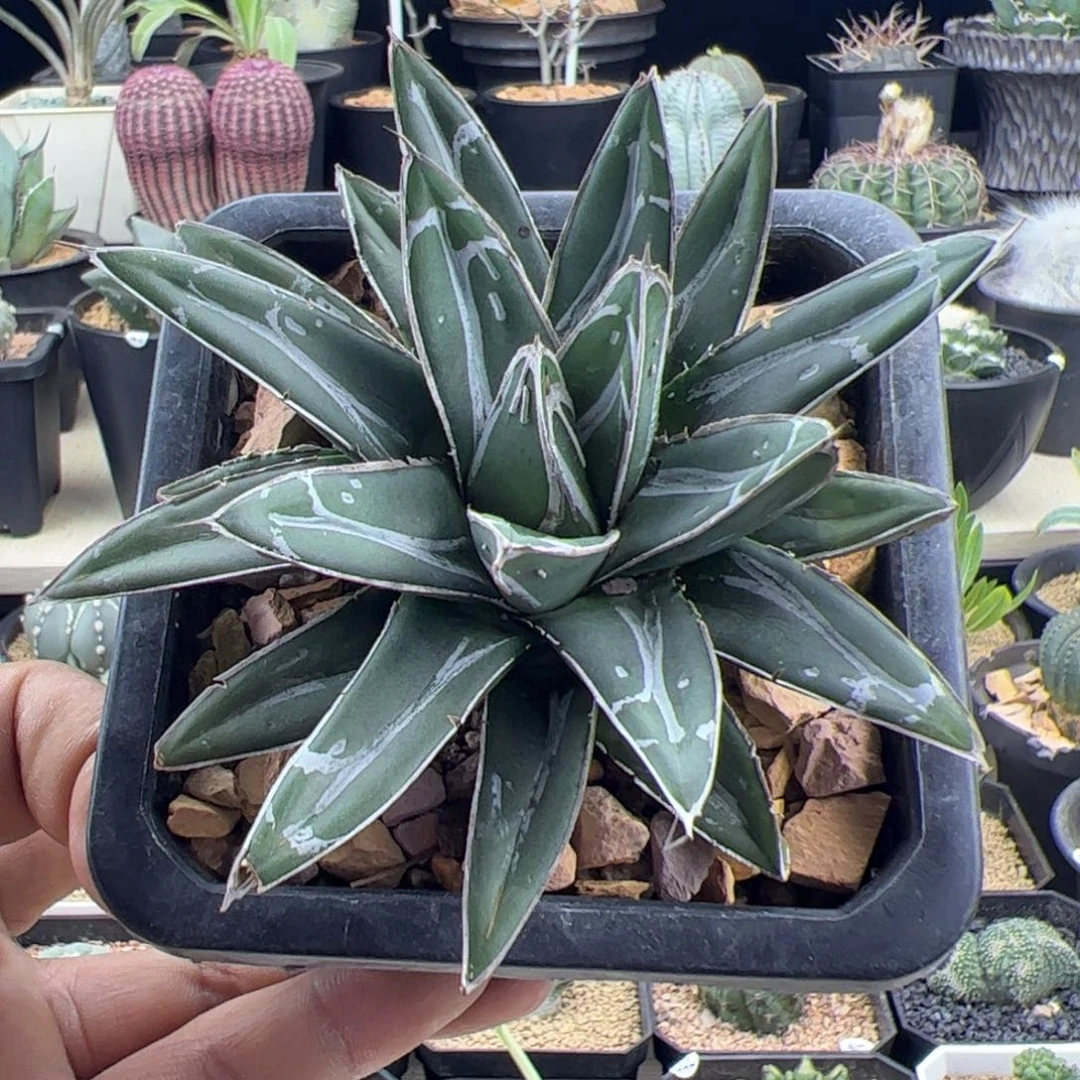 笹之雪11一物一拍默认脱土发