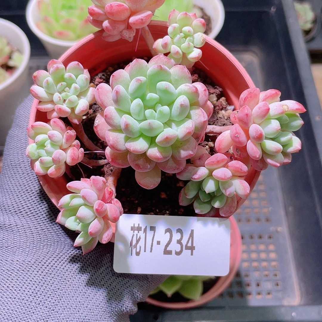 花利美17-234珍珠豆
