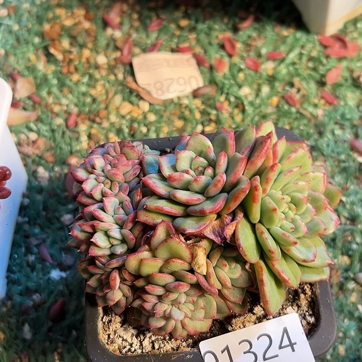 幸运的是我还在等你