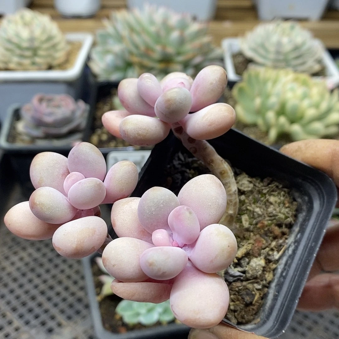 25128 小老桩桃蛋自然群