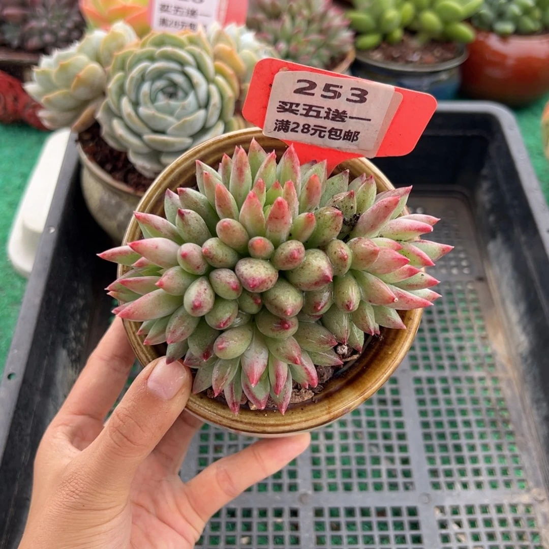 表妹精品多肉植物253.