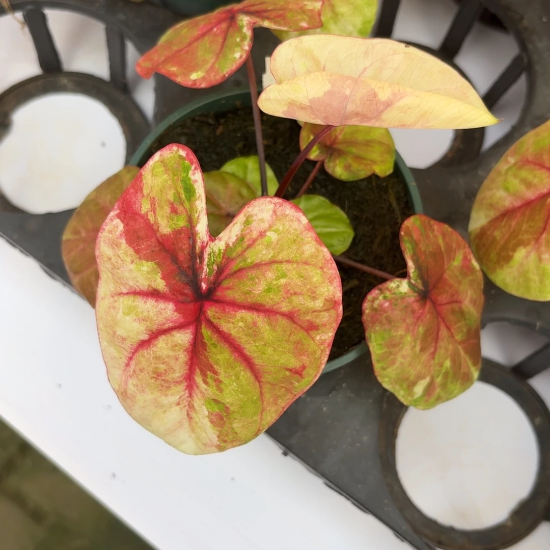 哈拉吧啦 33-11010