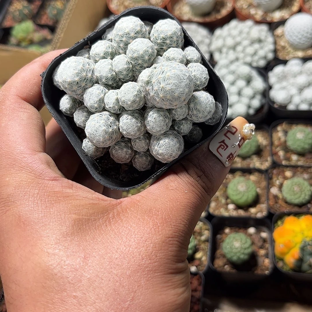 姬春星群生单头发货