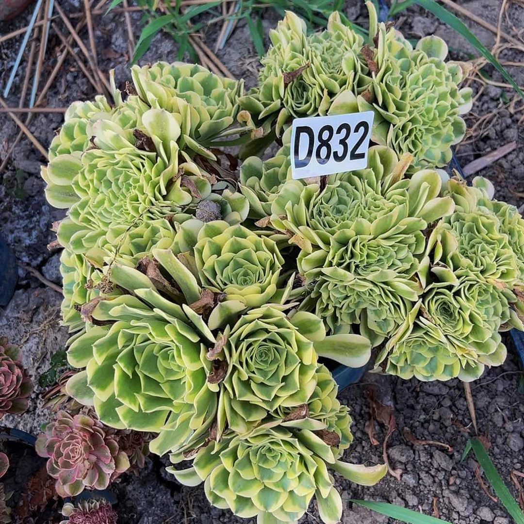 绿豆沙法师28—-41包邮