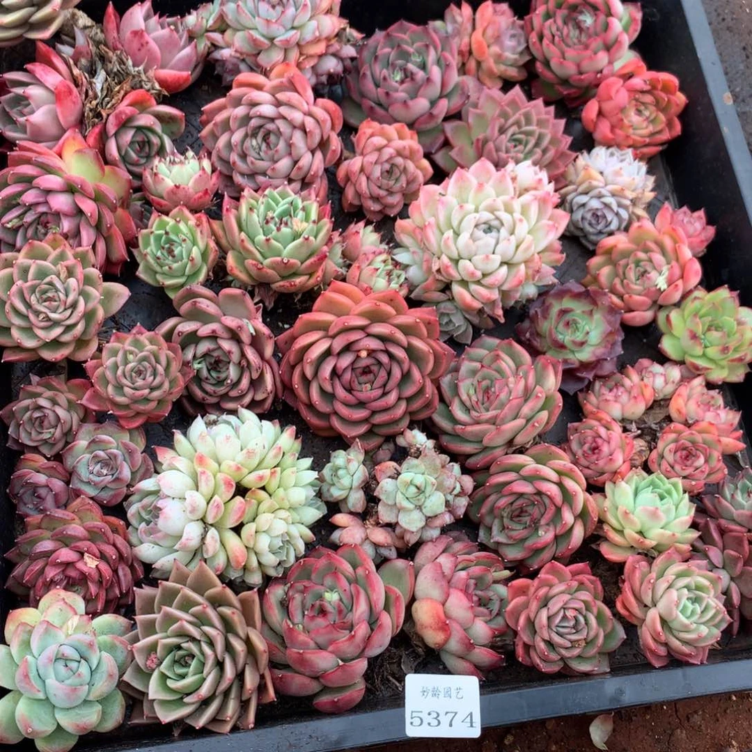 椛*媣5374瑕疵不售后特价处理框拍