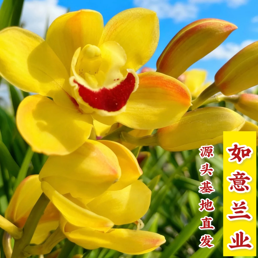 精品蕙兰【金玉满堂带5-8支花剑】室内外绿植盆栽 香味浓花期长好养