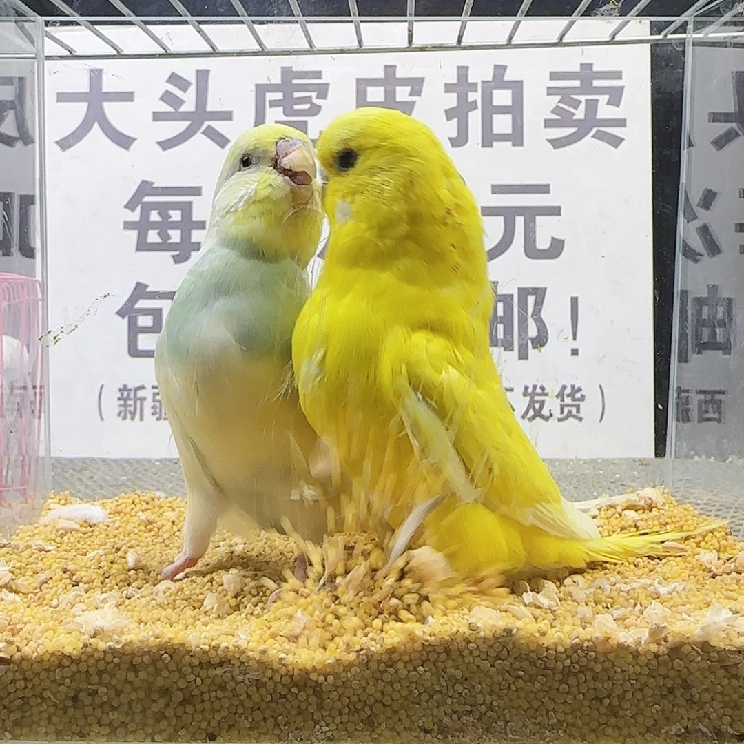 虎皮鹦鹉大头鹦鹉