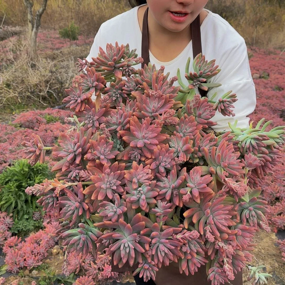 秋丽 一颗断头断枝不包损