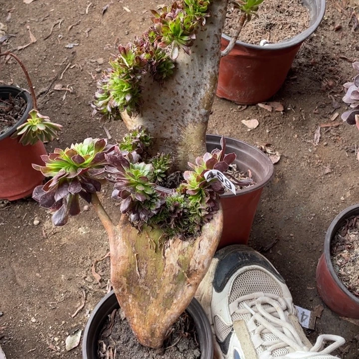 黑缀微瑕➕铜壶缀组合