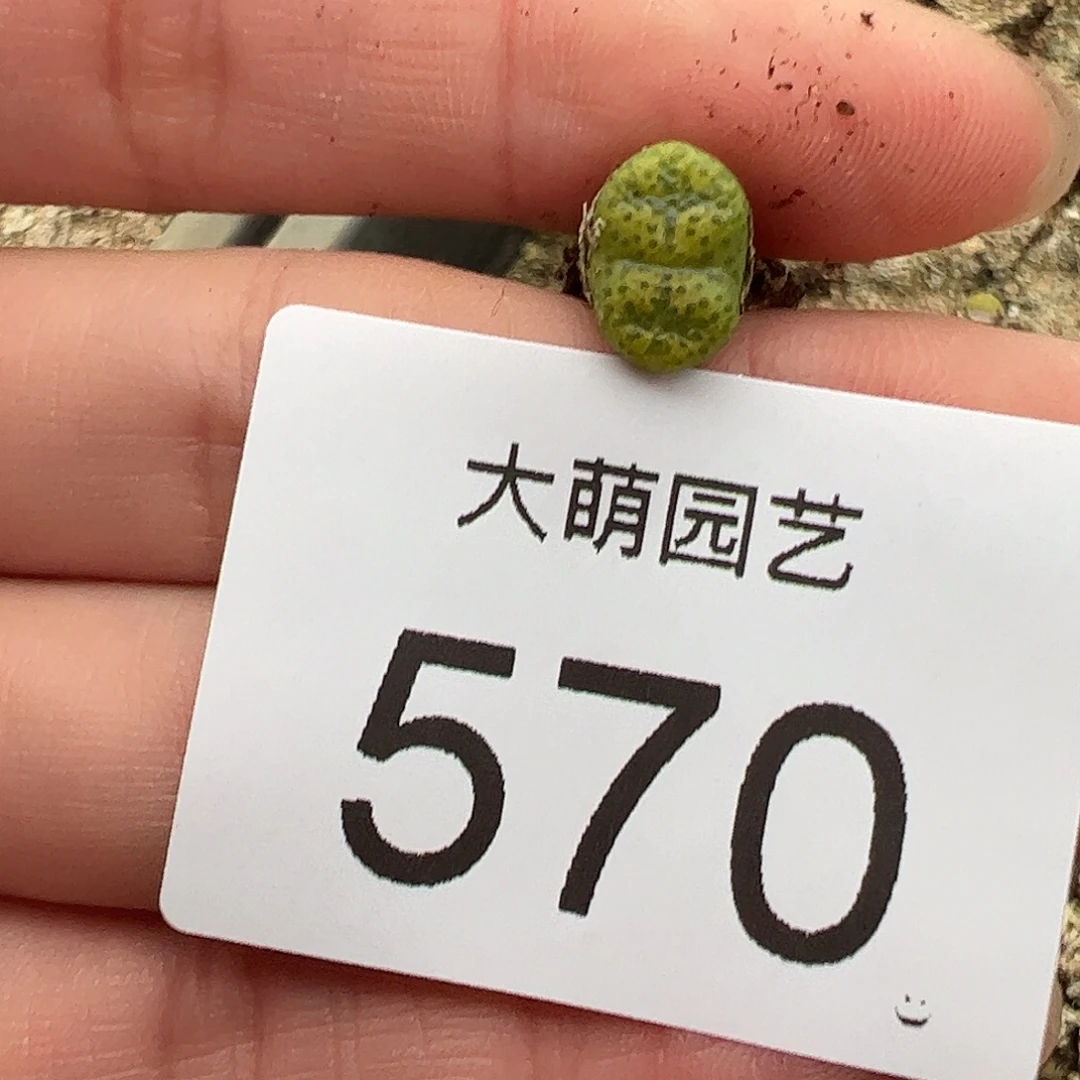 一物一拍。        570