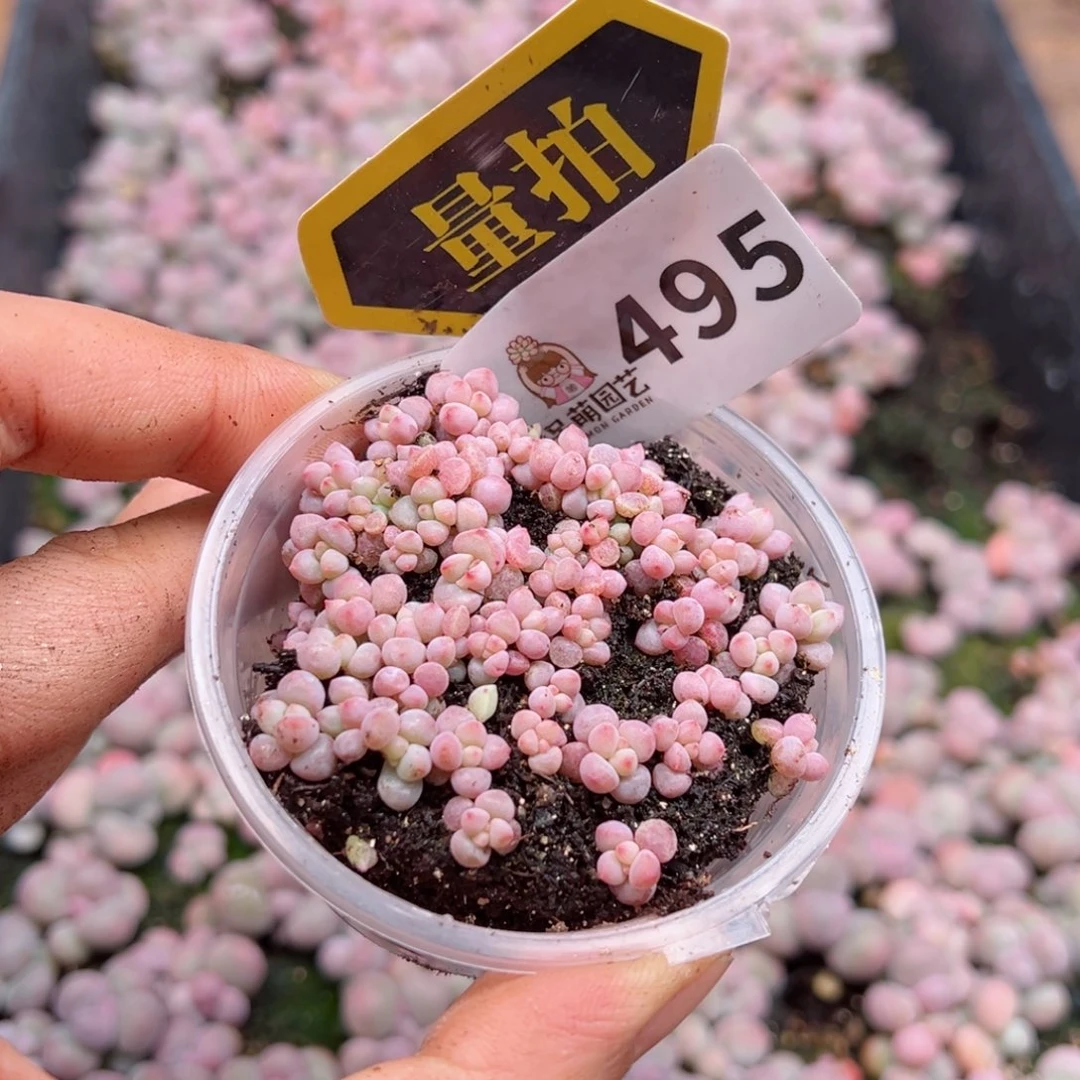 多肉植物多肉植物