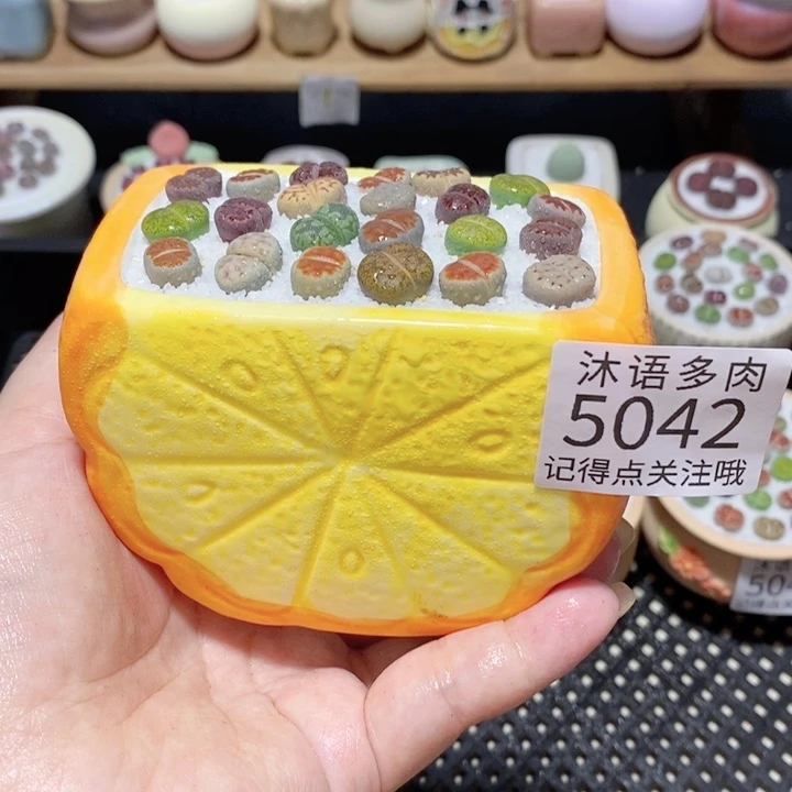 带盆土植物 一物一拍5042