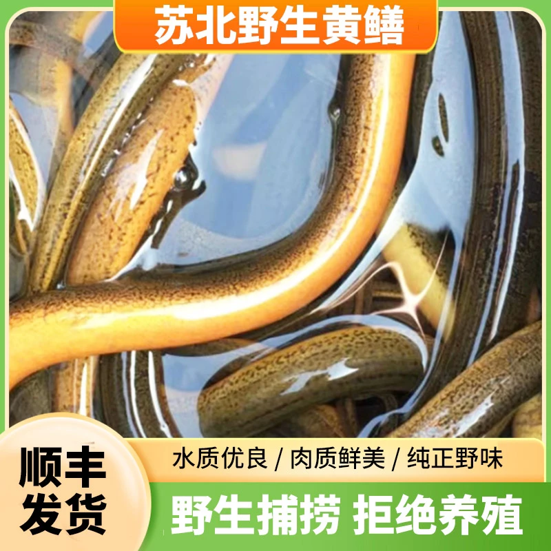 活发2两-4两之间苏北野生黄鳝顺丰发货鲜活到家