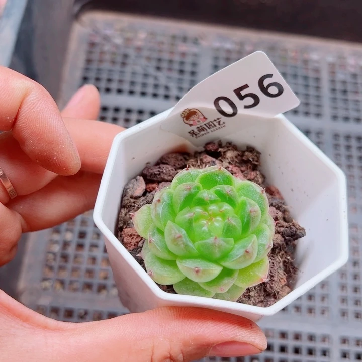 小***柒多肉植物多肉植物