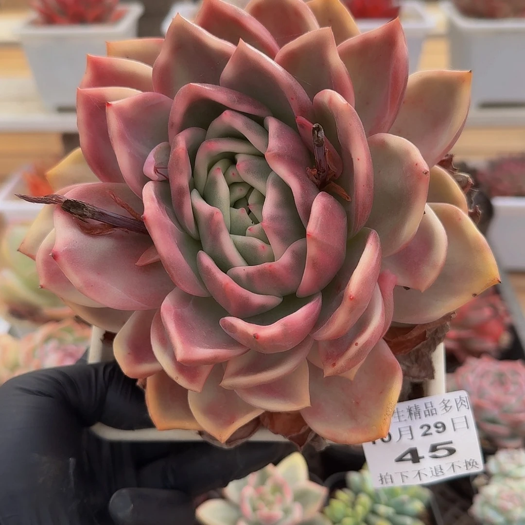 1029-45香槟锦单头