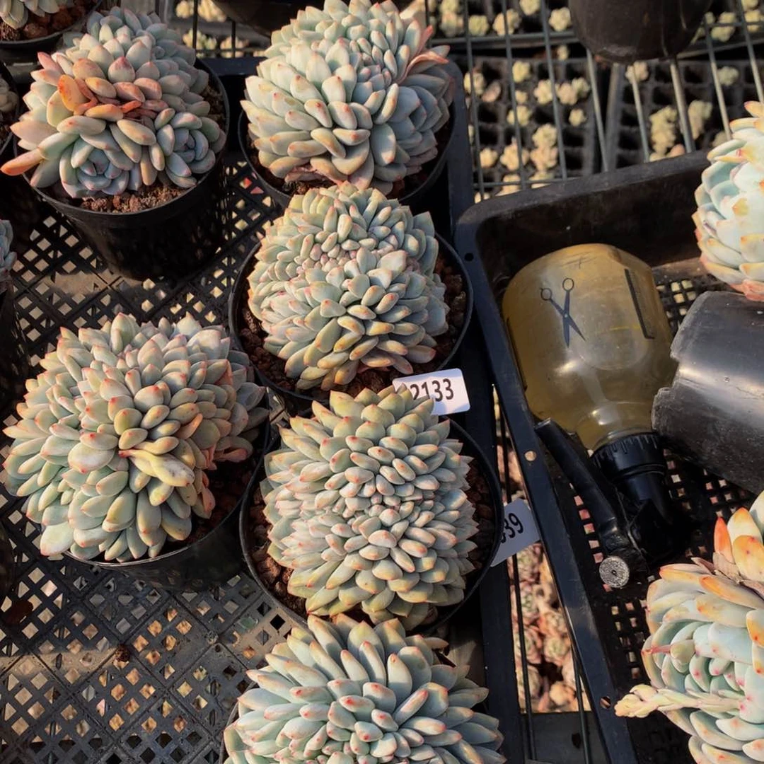 A****?22133一起5个缀嗯嗯嗯嗯