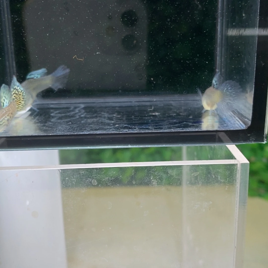 孔雀鱼蛇王一公两母