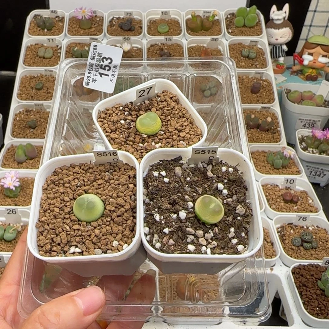 加****肉锥多肉植物组合-下播福利153