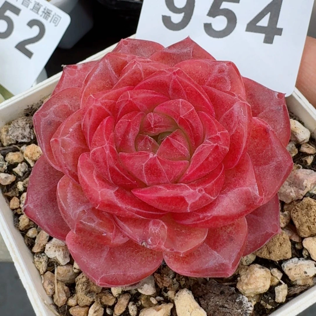 灯芯琥珀         精品多肉