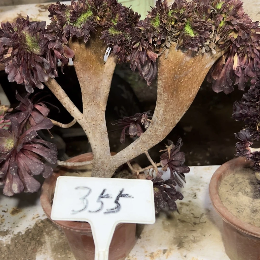 多肉植物铜壶一体化355