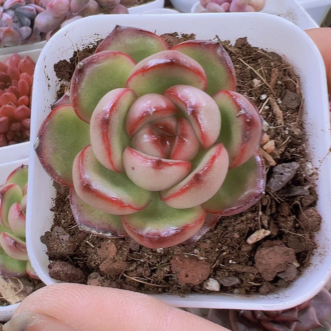 万宝龙2盆19包邮多肉